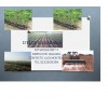 Asistencia tecnica agricola frutales y forestales clima calido