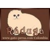 CRIADERO DE GATOS PERSAS EN BOGOT-RDUGA