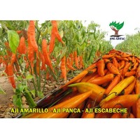 Vendo Aji AMARILLO - AJI PANCA - AJI ESCABECHE