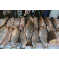 PESCA ARTESANAL DE RIO