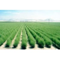 DESARROLLAMOS SU PRODUCCION AGRICOLA