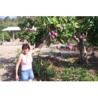 MANGO , ESPARRAGOS Y PALTA