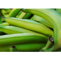 PLATANO  MACHO  O  BAGARRETE