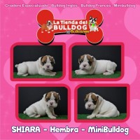 Bulldog Ingles Lindos Cachorros. En Bullanes