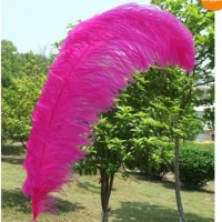 PLUMAS ARA COMPARSAS IMPORTADAS
