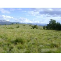 VENDO CAMPO EN LONQUIMAY