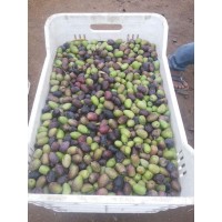 Aceitunas Doa Ena