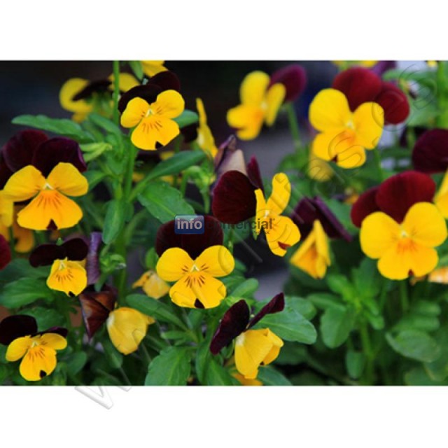 Productor de Flores Comestibles