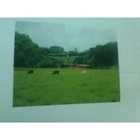 FINCA LECHERIA, CHIRIQU
