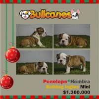 BULLDOG INGLES Cachorros 100% puros de La Tienda del Bulldog