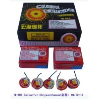 W608 Colourful Chryjanthemum