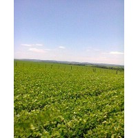 Inmueble Agricopecuario de alta productividad