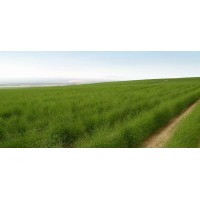 VENDO 80,000 HECTAREAS EN LA COSTA NORTE DE PERU
