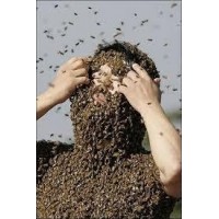 Ahuyentamiento de muercilagos Ahuyentamiento de palomas Desinfeccin Desinsectacin Desratizacin Fumigacin Control de plagas 7924041/977416582