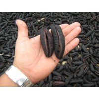 Pepino de Mar y otros