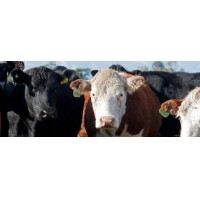 Carnes de Bovino, Cerdo y Cordero