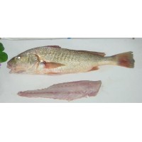 PESCADOS CONGELADO