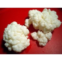 Cultivos para yogurt y queso
