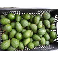 EXPONATIVA FRUITS SAS