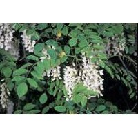 Acacia blanca