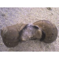 Caracoles Helix Aspersa Muller o Maxima