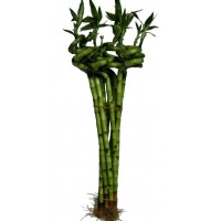 Bambu Espiral 18"