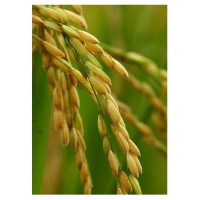 Arroz