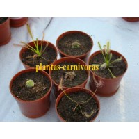 Plantas Carnivoras Produccion nacional