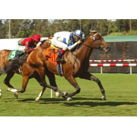 EQUIDIET SWEET