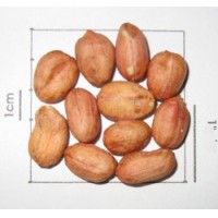 peanut / Man