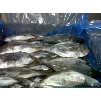 Pampano