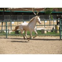 CABALLO SEMENTAL MAS TIBERIO