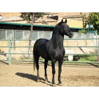CABALLO SEMENTAL FORCADO CEN